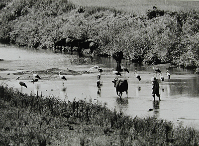 写真３　昭和35年の出石川──農家の女性、但馬牛とコウノトリ（写真提供：有限会社富士光芸社）