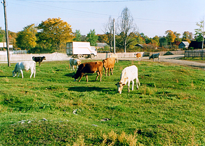 写真４　ロシアのクラースヌィ・ヤール村の広場でくつろぐ牛