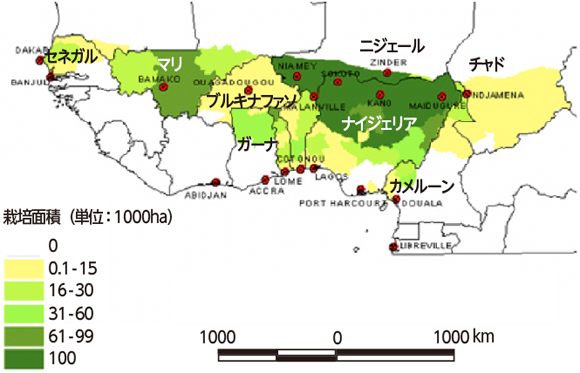 図２　西アフリカにおけるササゲ生産地域