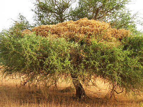 写真３　トゲのあるアカシアの樹上で保存し、乾期の飼料不足の時期に利用されるササゲの茎葉（ニジェールのニアメ市郊外にて著者撮影））