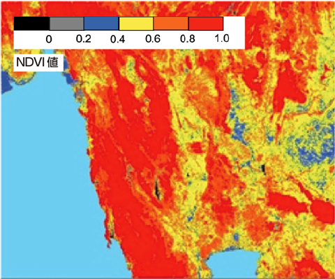 図５　2011年乾期作中期のNDVI画像