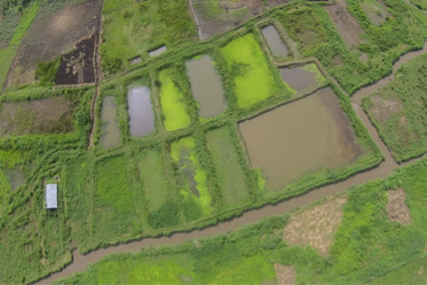 写真４　空撮によって見出された養魚池