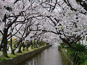 写真 大和川分水築留掛かり