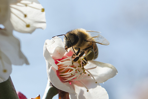 写真１　ニホンミツバチが南高梅の受粉を助ける