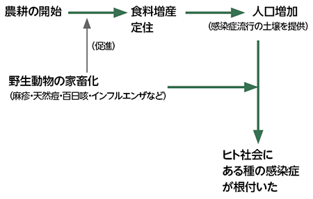 図２　農耕開始がもたらしたもの