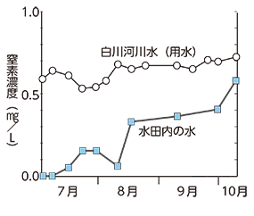 図４	白川河川水（用水）と水田内の水の硝酸態窒素濃度