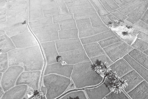 写真1 サバナケット県での一般的ほ場形状