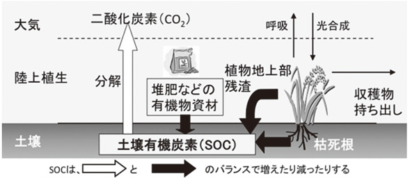 図３　土壌を中心とした炭素循環