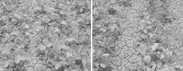 写真４　東京８施用（左）、未施用（右）による大豆の比較栽培