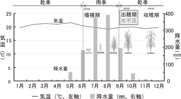 図3　フォゲラ平原の気象と稲作暦