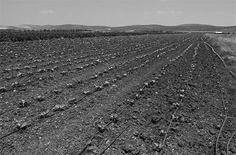 写真12　点滴灌漑チューブが敷設された農地（ジェニン、筆者撮影）