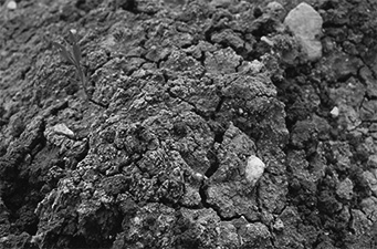 写真17　化学肥料の過剰使用が一因と考えられる土壌塩害（サルフィート、筆者撮影）