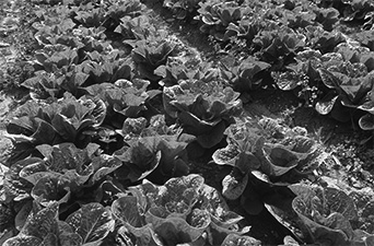 写真21　未処理の下水のすぐ隣で栽培されているレタス（カルキリヤ、筆者撮影）