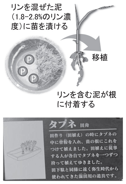 P-dippingの手法(上)とたねがしま赤米館に展示されていた「揉付け」の実践とのその道具タブネに関する記載(下)