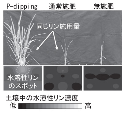 リン吸着能の高い土壌におけるP-dippingの効果と土壌中の水溶性リン濃度の空間分布