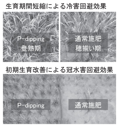 農家圃場で観測したP-dippingによる環境ストレス回避効果