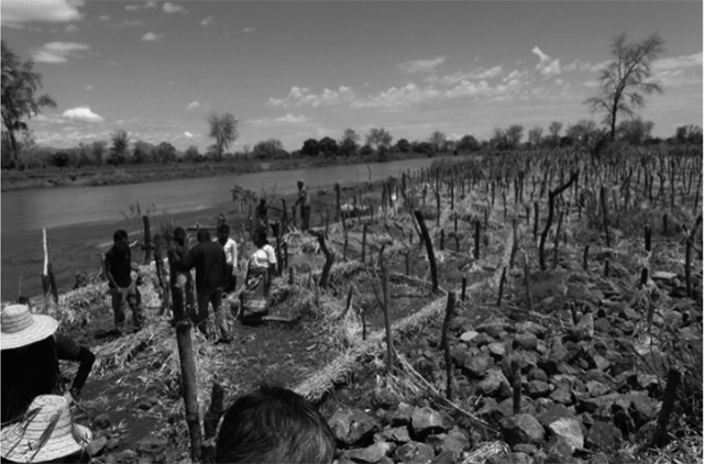 写真５ マラウイでの粗朶工法の実践。堤防に支柱を立て、粗朶を絡ませて強化