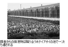 写真:豚舎からの排泄物は隣り合うホテイアオイの池で一次ろ過される