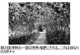 写真:豚の排泄物の一部は完熟堆肥にされる。これは鈴なりのカボチャ