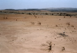 写真1 砂漠化の進む大地(ニジェール)