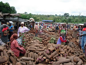 写真１　ヤムイモのマーケット（ガーナ） 